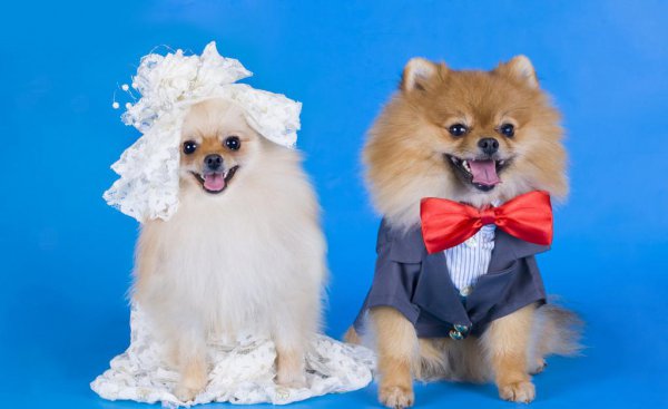 女士养公犬的目的有哪些