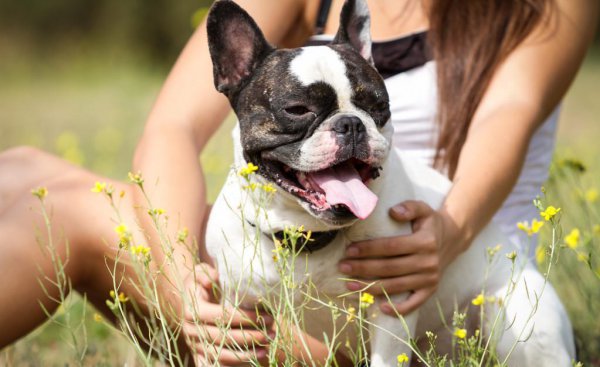 女士养公犬的目的有哪些