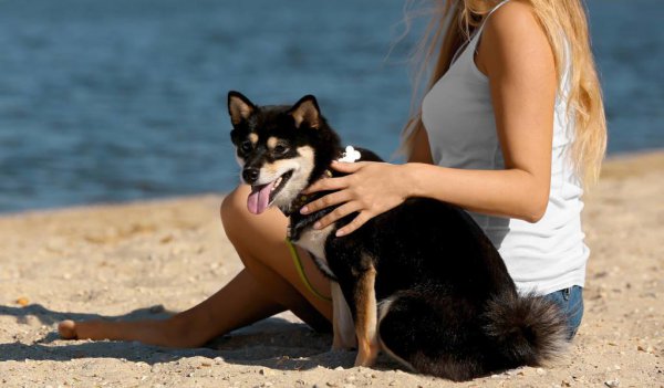 女士养公犬的目的有哪些