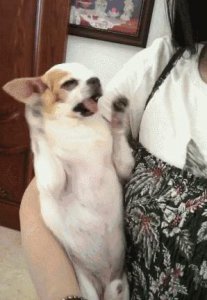 女生适合养什么狗 新手女生适合养的狗小型犬有哪些