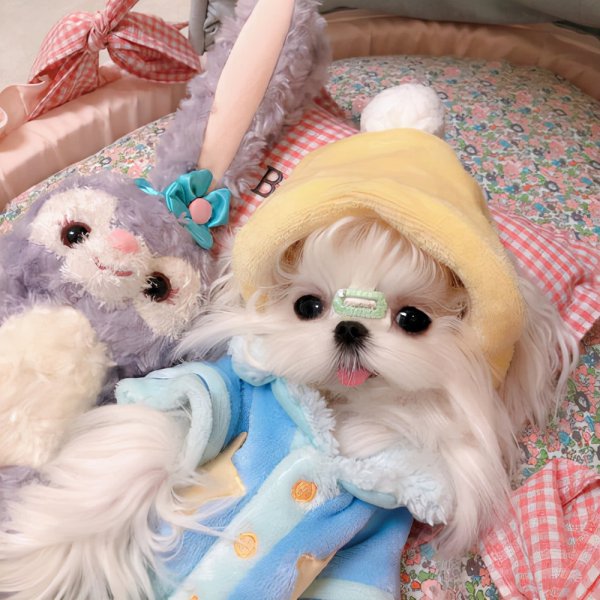 女生适合养什么狗