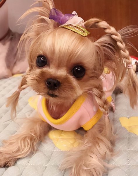 女生适合养什么狗