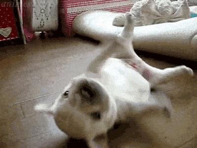 女生适合养什么狗