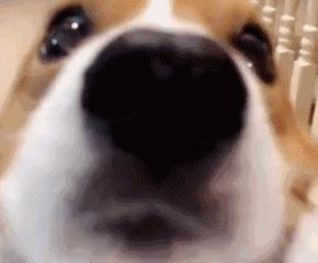 女生适合养什么狗