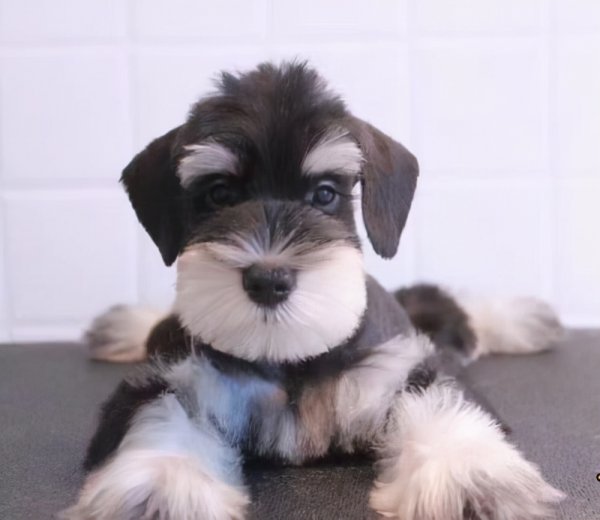 女生适合养什么狗