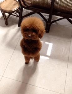 女生适合养什么狗