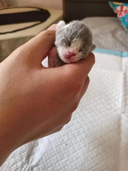 小猫什么时候睁眼