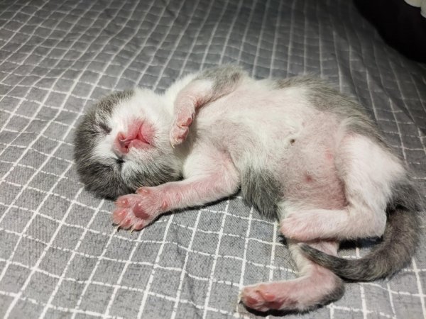 小猫什么时候睁眼