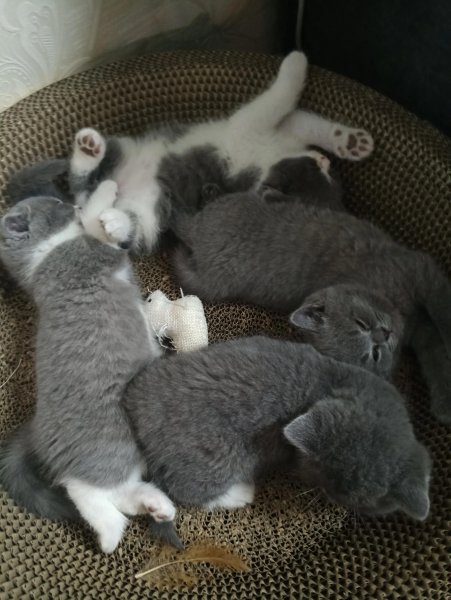 小猫什么时候睁眼