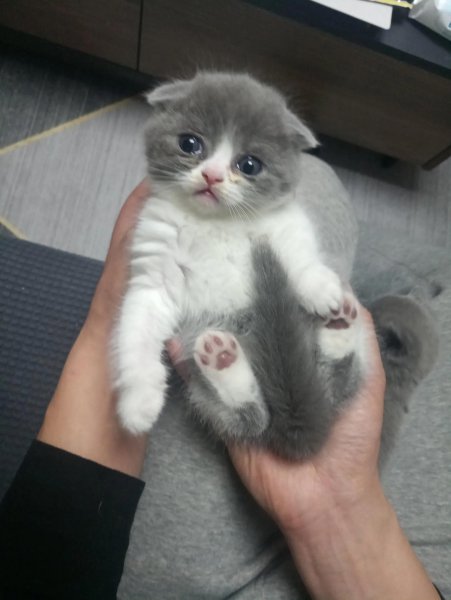 小猫什么时候睁眼