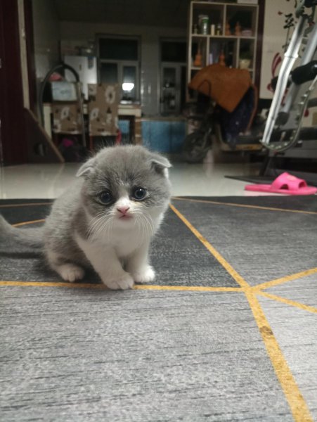 小猫什么时候睁眼