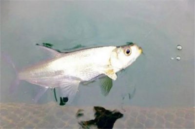 公认钓翘嘴最快的钓法 怎么样快速钓翘嘴的小窍门