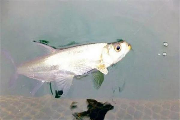 公认钓翘嘴最快的钓法