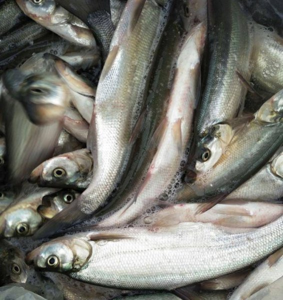 公认钓翘嘴最快的钓法