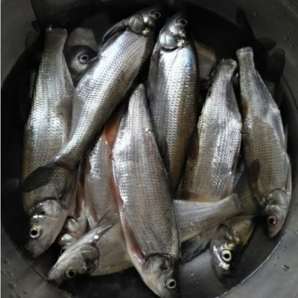 公认钓翘嘴最快的钓法