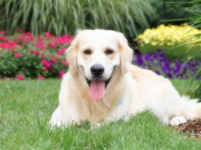 狗肉为什么上不了酒席 为什么民间会说狗肉上不了酒席