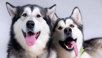 阿拉斯加和哈士奇的区别图片 对比聊聊看两种犬的特点