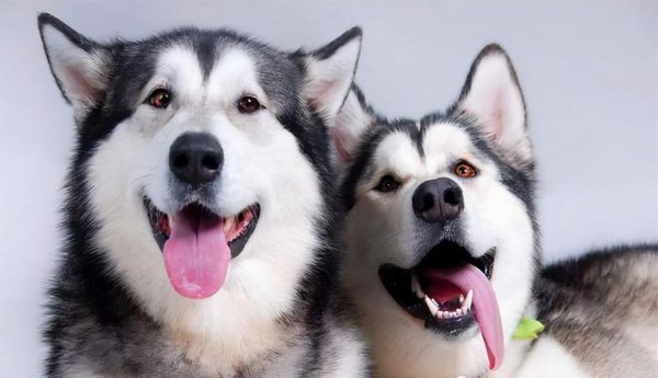 阿拉斯加和哈士奇的区别图片