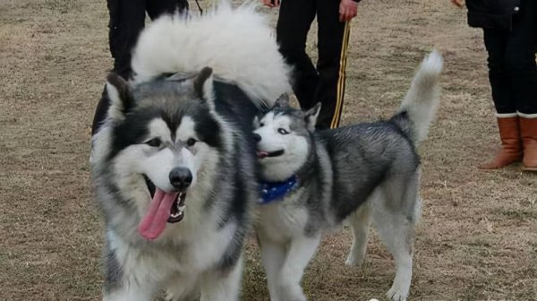 阿拉斯加和哈士奇的区别图片