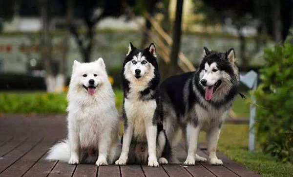 阿拉斯加和哈士奇的区别图片