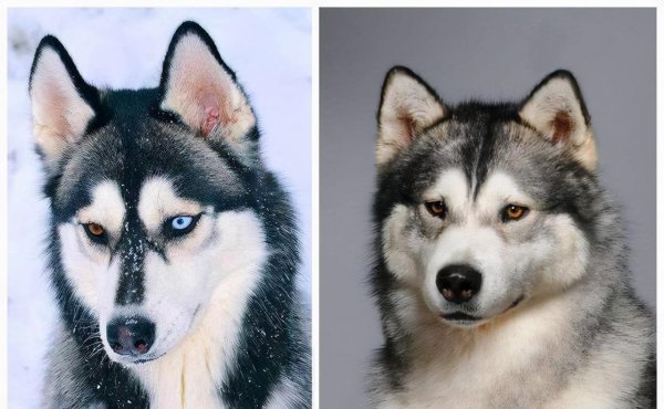 阿拉斯加和哈士奇的区别图片
