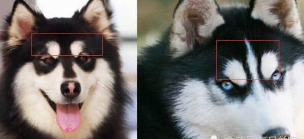 阿拉斯加和哈士奇的区别图片