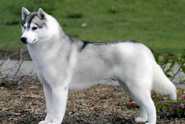 阿拉斯加和哈士奇的区别图片