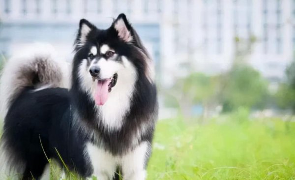 阿拉斯加和哈士奇的区别图片