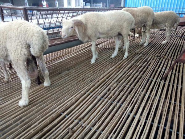 小羊瘦吃什么尽快胖起来