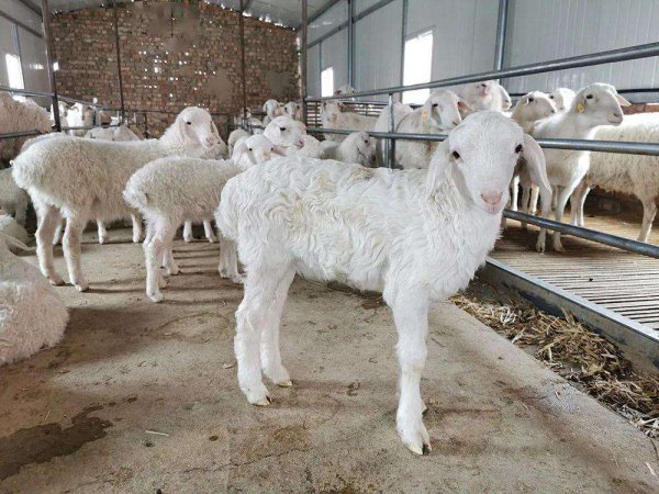 小羊瘦吃什么尽快胖起来