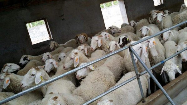 小羊瘦吃什么尽快胖起来