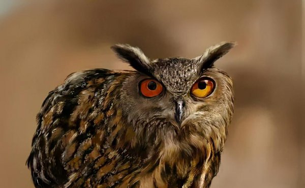 猫头鹰吃什么食物为主