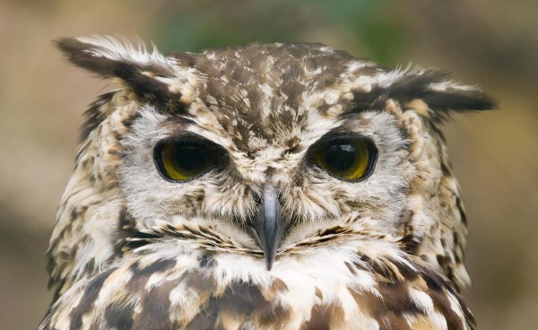 猫头鹰吃什么食物为主