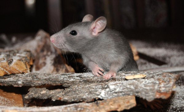 猫头鹰吃什么食物为主