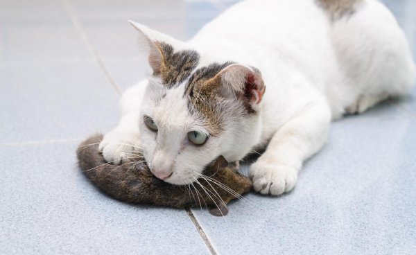 猫头鹰吃什么食物为主