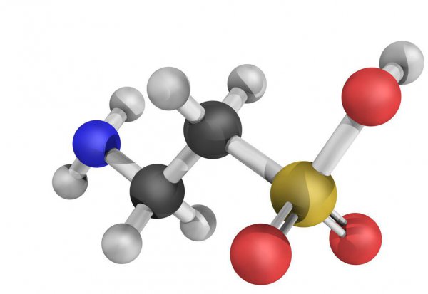 猫头鹰吃什么食物为主