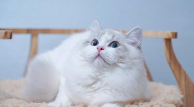 什么品种的猫好养又温顺 选择猫咪的时候需要注意什么