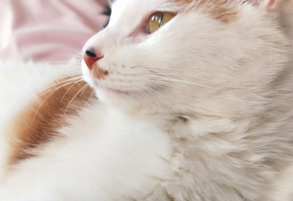 什么品种的猫好养又温顺