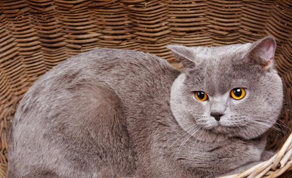 什么品种的猫好养又温顺