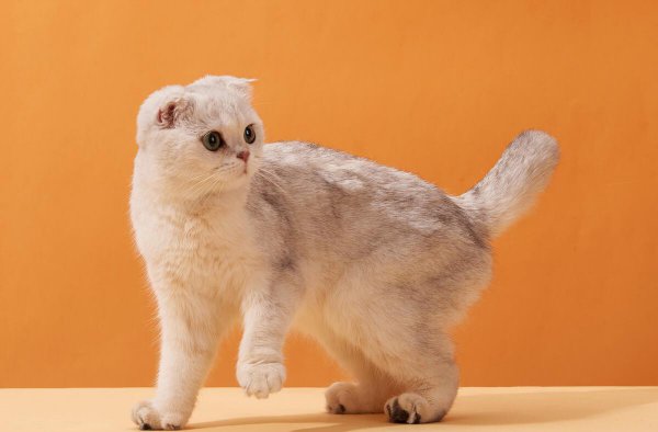 什么品种的猫好养又温顺