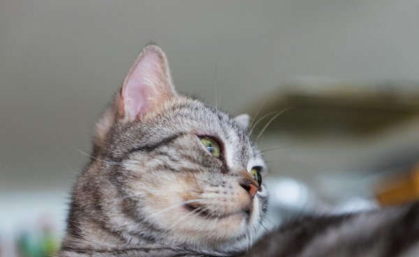 什么品种的猫好养又温顺