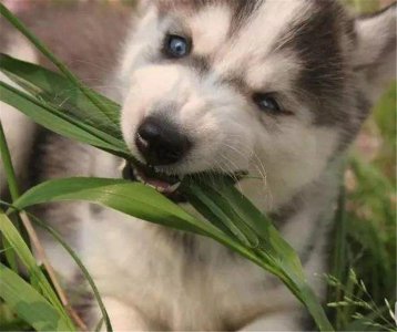 狗吃草的原因是什么 狗狗为什么会有吃野草的举动