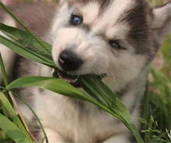 狗吃草的原因是什么