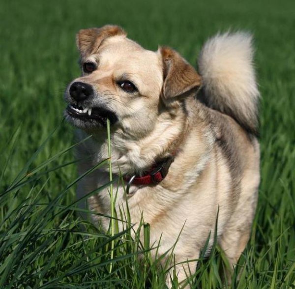 狗吃草的原因是什么