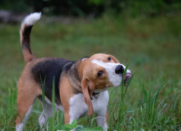 狗吃草的原因是什么