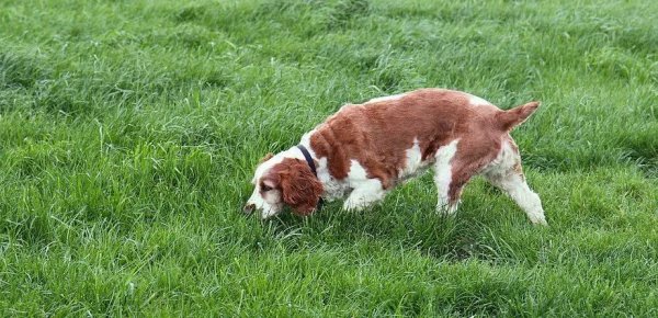 狗吃草的原因是什么