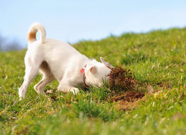 狗吃草的原因是什么