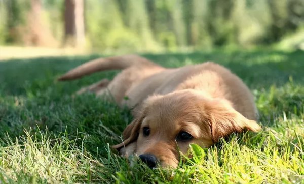 狗吃草的原因是什么