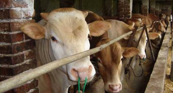 养牛大棚多少钱一平米