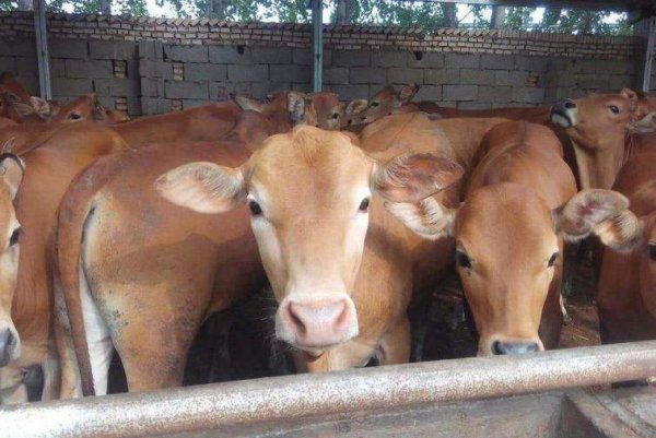 养牛大棚多少钱一平米